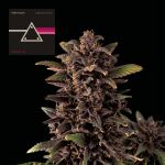 Pink Kush CBD 30:1 Auto Féminisée Semences