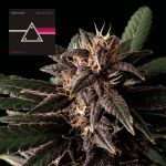 Pink Kush CBD 30:1 Auto Féminisée Semences