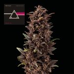 Pink Kush CBD 30:1 Auto Féminisée Semences
