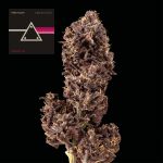 Pink Kush CBD 30:1 Auto Féminisée Semences