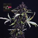 Pink Kush CBD 30:1 Auto Féminisée Semences