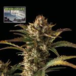 Northern Lights Auto Féminisée Semences