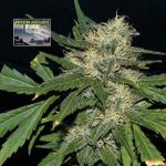 Northern Lights Auto Feminised Seeds
