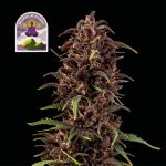 Purple Kush CBD 1:1 Auto Féminisée Semences