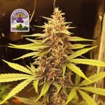 Purple Kush CBD 1:1 Auto Féminisée Semences