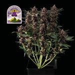 Purple Kush CBD 1:1 Auto Féminisée Semences