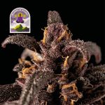 Purple Kush CBD 1:1 Auto Féminisée Semences