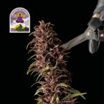 Purple Kush CBD 1:1 Auto Féminisée Semences