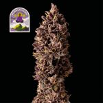 Purple Kush CBD 1:1 Auto Féminisée Semences