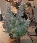 Purple Kush CBD 1:1 Auto Féminisée Semences