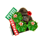 Peyote Gorilla Féminisée Semences