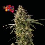 Zkittlez Auto Feminisiert Saatgut