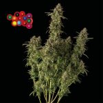 Zkittlez Auto Feminisiert Saatgut