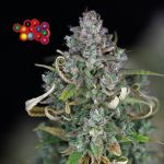 Zkittlez Auto Feminisiert Saatgut