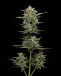 Vanilla Latte Auto Feminised Seeds