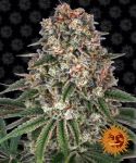 Tropicanna Banana Feminized Seeds