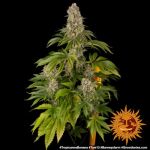 Tropicanna Banana Feminized Seeds