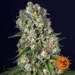 Tropicanna Banana Feminized Seeds
