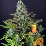 Tropicanna Banana Feminized Seeds