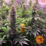 Tropicanna Banana Feminized Seeds
