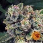 Tropicanna Banana Feminized Seeds