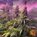 Tropicanna Banana Feminized Seeds