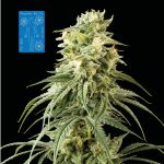 Peyote Wi-Fi CBD 2:1 Feminisiert Saatgut
