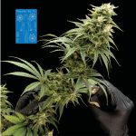 Peyote Wi-Fi CBD 2:1 Feminisiert Saatgut
