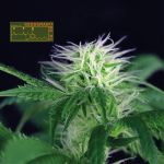 Seedsman CBG #1 Feminized Seeds