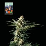 L.A. Peyote Kush Feminisiert Saatgut