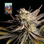L.A. Peyote Kush Feminisiert Saatgut