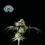 Peyote Zkittlez Féminisée Semences