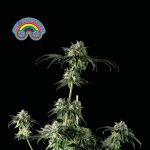 Peyote Zkittlez Féminisée Semences