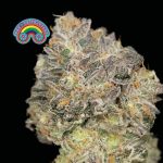 Peyote Zkittlez Féminisée Semences