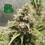Green Crack Auto Feminized Seeds