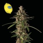 Larry Lemon OG Auto Feminized Seeds