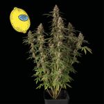 Larry Lemon OG Auto Feminized Seeds