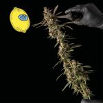 Larry Lemon OG Auto Feminized Seeds