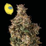 Larry Lemon OG Auto Feminized Seeds
