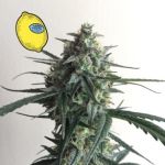 Larry Lemon OG Auto Feminized Seeds