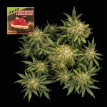 Strawberry Cheesecake Auto Féminisée Semences