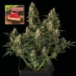 Strawberry Cheesecake Auto Féminisée Semences