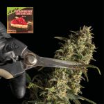 Strawberry Cheesecake Auto Féminisée Semences