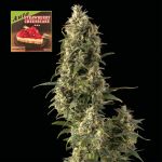 Strawberry Cheesecake Auto Féminisée Semences