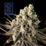 Blue Dream Feminisiert Saatgut