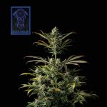 Blue Dream Feminisiert Saatgut