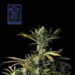 Blue Dream Feminisiert Saatgut