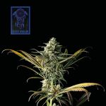 Blue Dream Feminisiert Saatgut