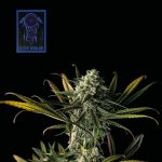 Blue Dream Feminisiert Saatgut