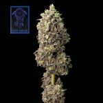 Blue Dream Feminisiert Saatgut